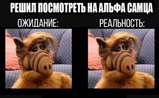 Альфа-самцы, которые шокируют своей брутальностью 