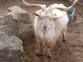 Смотрите, какого красавца я сфоткал. Он вам улыбается.