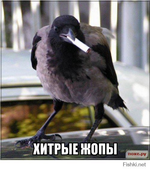Кольцевание московских ворон