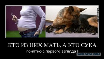 Вот что значит настоящая мама! Храбрая собака спасает своих щенков во время наводнения