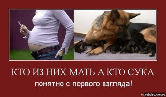 Вот что значит настоящая мама! Храбрая собака спасает своих щенков во время наводнения