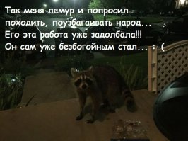 Еноты — это новые котики интернета!