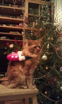 К Новому году готовы: 100 животных, которые уже нарядились к праздникам