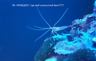 Морские и сухопутные