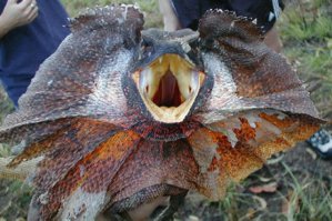 Да на нашей планете сколько форм жизни, на человеческом теле свет клином не сошелся!