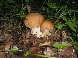 такие вкусней