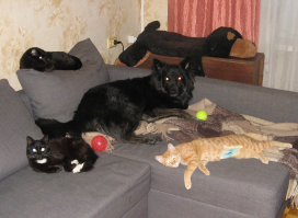 моя семья подобрашек и на столе - плюшевая копия Зинаиды (к сожалению покинула этот мир. 12 лет было).
и кто сказал, что кошки и собаки не уживутся вместе? все были приняты в семью в разное время - пофыркали пару дней друг на друга - теперь - вот) кошки периодически лопают еду собакирена, он отвечает им взаимностью)) да и прикольно так: домой приходишь - стадо уже бежит встречать: собакирен обнимает (реально обнимает. встает на тумбочку на задние лапы, и обнимает)), ну а кошаки - боками трутся). и как то по*уй становится, на все неприятности за день. ведь у тебя дома такое пушистое стадо - *плюшевый десант хорошего настроения*))