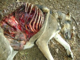 Форрест, ты удивляешь, почти "лям" звёзд, а где тошнить должно?... Извините если кому стошнило. Шёл по лесу, собирал грибы, а тут вот...