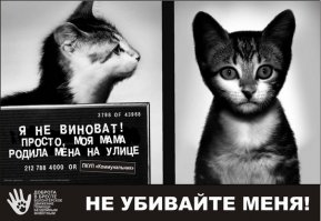 Собаки, которые получили второй шанс: фото «до» и «после». У меня на глазах слезы радости. А у вас?