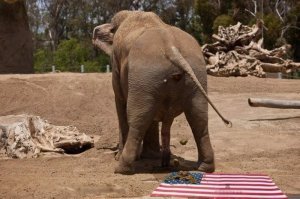 Слонику УВАЖУХА!!!!