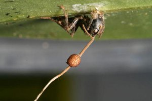 Кордицепс - гриб управляющий муравьём - жесть. Заставляет лезть вверх на внутреннюю сторону листа.