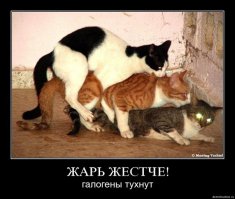 Демотиваторы