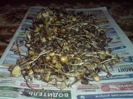 Захожу я в лес, смотрю банда грибов стоит, много так, маленькие, но веселые, некоторые симпатичные были, видать девочки, и вдруг как заголосили:
-Рудольф, собери и съешь нас, а ну ка быстро собрал и сожрал, иначе из лесу не выйдешь!!!
А, мне и не трудно, собрал, высушил и съел...