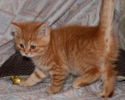 А нам под дверь в подьезде  вот такой "новогодний подарок" подкинули, как не жалко было такую кошечку выкидывать? С собакой вот тут писал про нее недавно 
вроде бы подружились. Знакомые кто видел ее,  говорят что похоже какая то породистая , а выкинули т.к. породе не соответствует в чем то возможно.