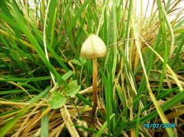 Вставлю свои 5 копеек! Кстати, очень вкусный, питательный гриб, каждую осень собираю такие на бескрайних полях Подмосковья!