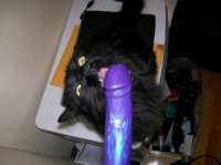 Когда ввёл в Яндекс "Киска облизывает дилдо")))