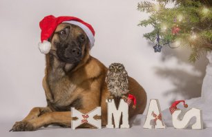 Из её последних, так сказать - с наступающим!