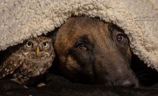 Это овчарка Инго и сова Польди, все фотографии с ними от Тани Брандт прекрасны