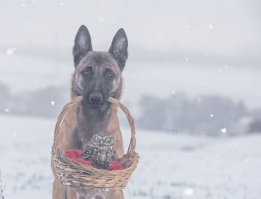 Это овчарка Инго и сова Польди, все фотографии с ними от Тани Брандт прекрасны