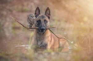 Это овчарка Инго и сова Польди, все фотографии с ними от Тани Брандт прекрасны