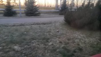 Подайте снежку, пожалуйста! Вот у нас, между Питером и Колпино.