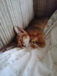 У меня дома такое чудо живет)