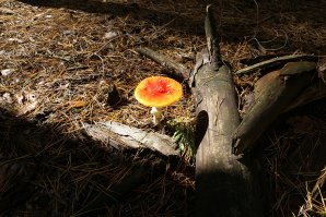 Не съедобно, зато красиво