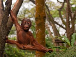 молодой хамер