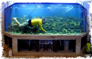 Я сначала тоже офуел. Но потом включил мозг:)

Вряд ли в мальчик в Индии чистил свой домашний аквариум.