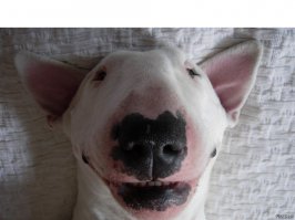 Хитрый пёс нашёл способ получить дополнительную порцию лакомства