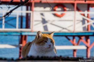 Этот котэ просто шикарен !