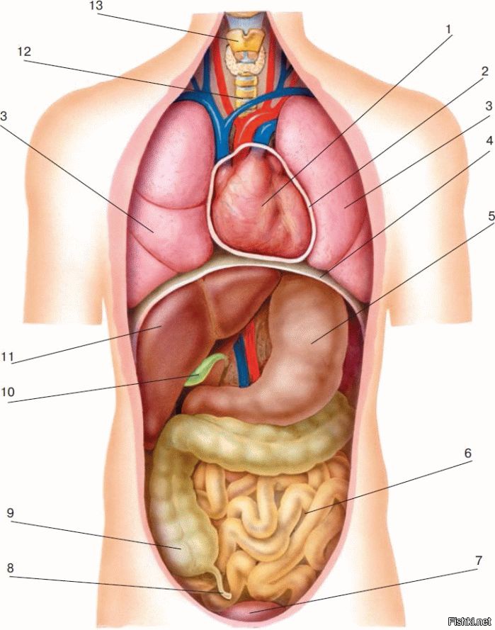 Внутренние органы человека фото с надписями женские спереди