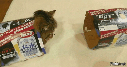 Японские коты - это нечто. Такое ощущение, что их корм какой-то особенный. Один из японских любимчиков - коробочный Мару :)