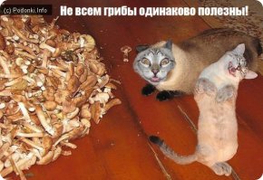 Забавные иллюстрации с животными в роли известных супергероев