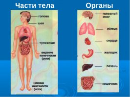 Открыл почитать исключительно из-за посмотреть на анатомию.