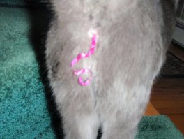 в прямом смысле сытый Новым годом кот...