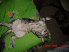 Абиссинская кошка