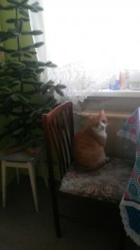 Мой кот тоже очень рад новому году. Радость праздника переполняет его.. это видно по выражению морды :)