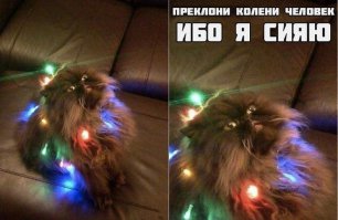 25 питомцев, которые уже сыты по горло этим Новым Годом