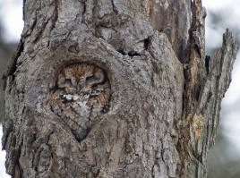 Мастера конспирации, которых все-таки раскрыли 