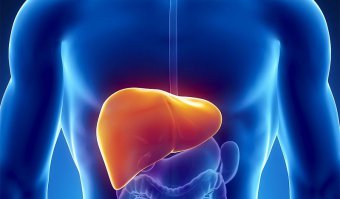 Судя по тому, как высоко здесь расположена печень, лёгкие должны изо рта торчать.