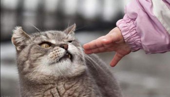 Дети - самый жуткий кошмар. Доказано котиками.