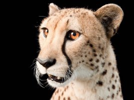 Честно сказать, я в ... Ну вы в курсе.