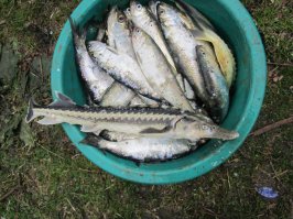 Приятные завершения рыбалок