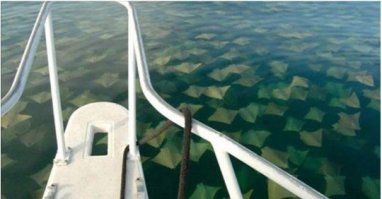 Какое преломление? Это миграция скатов.