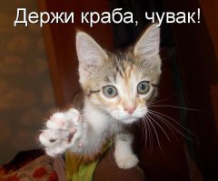 КрасавчеГ,держи краба!