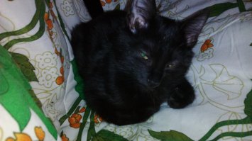 Белые ковры совсем не выход - потому что например в ванной или на кухне их не постелишь. Так же как на диван или кровать :) Потому что теперь прежде чем сесть куда-нибудь, надо всё тщательно обшарить 
А этот ошейник её не будет бесить и мешать? Он же всё-таки светится. Никогда просто не сталкивался.