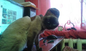 на тв порнуха....