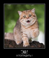 Непревзойденные мастера скрытности!