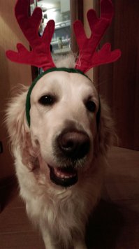 Всех с наступающим! Вот вам мой северный олень!